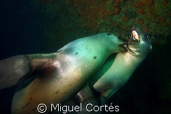 Sea lions playing into a cave. by Miguel Cortés 